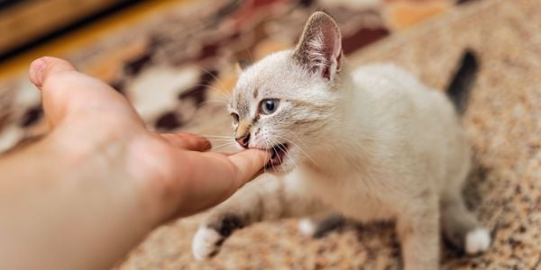 How to make a kitten outlet stop biting and scratching